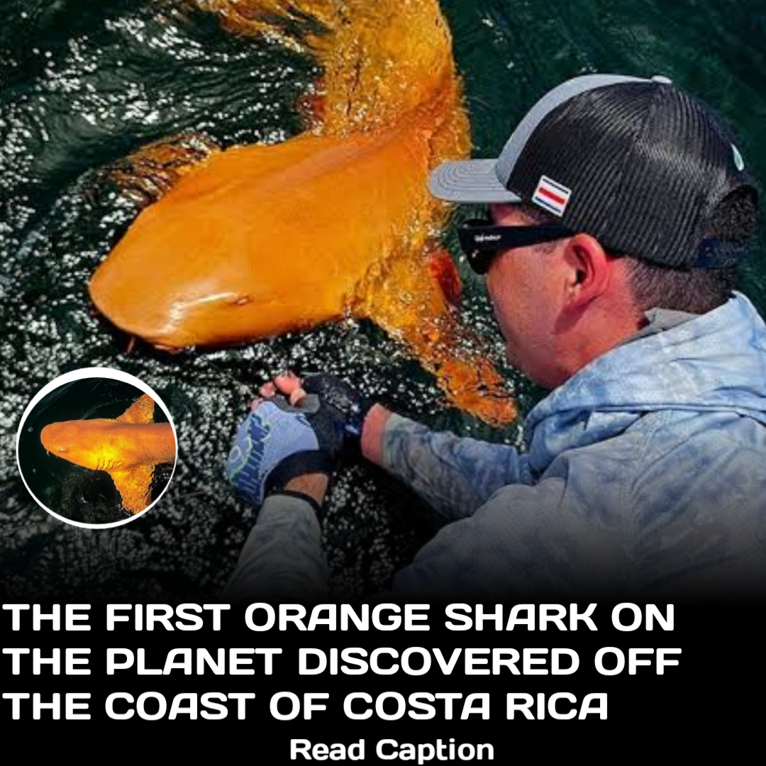 Carousels for Instagram theme pages